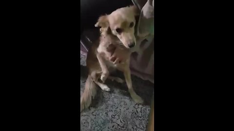 Cute Dog Can't Control Leg Twitching During Belly Rubs