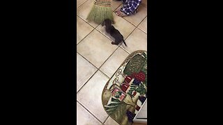 Fearless puppy adorably attacks dreaded broom