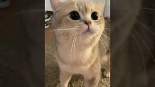 CAT VIDEO