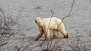 Θλιβερό θέαμα: Πολική αρκούδα περιφέρεται χαμένη και εξαντλημένη χιλιόμετρα από το «σπίτι» της