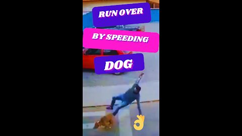Man Run Over By Speeding Dog Gone Viral