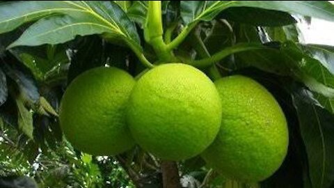 breadfruit tree