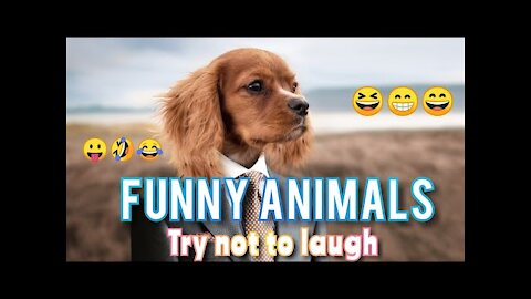 Funny videos, cute pets reaction, funny animals, comedy, kids, try not to laugh, BSFV