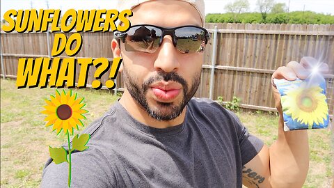 Sunflowers Can Do What?! | Sunflowers on the Homestead