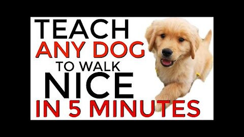 Teach ANY dog to walk nice on the leash with 5 basic steps