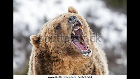 Angry Bear Fight Scene HD