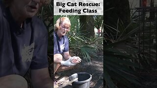 Feeding Class, part 7 of 12 @ Big Cat Rescue