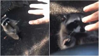 Man gets a high-five from a raccoon!