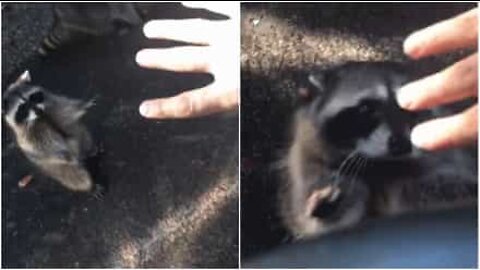 Man gets a high-five from a raccoon!