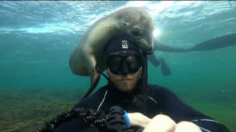 Un lion de mer joue avec la tête d'un plongeur