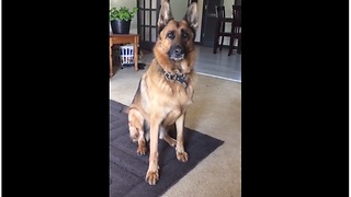 Caring Pooch Thinks Bunny Pet Is Her Baby, And It's Beyond Adorable