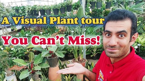 House plant tour 2023 | Collection greenhouse tour "part 1"