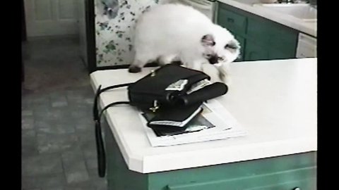 Cat Burglar Steals Money from Purse