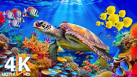 Aquarium 4K VIDEO ULTRA HD 🐠 Tropical Fish, Coral Reefs - Reduce Stress And Anxiety