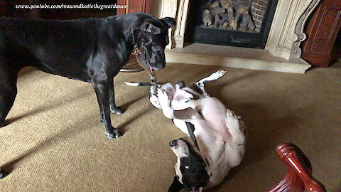 Bouncing Great Danes Love To Box and Wrestle And Jump On and Off The Bed