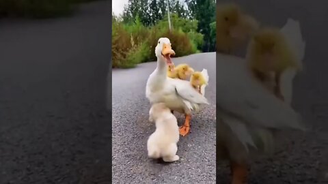 mother hood duck||funny family|| #shorts #ytshorts @Gigox||baby duck||try not to laugh|Funny videos