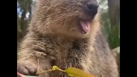 Cute funny Quokka -159