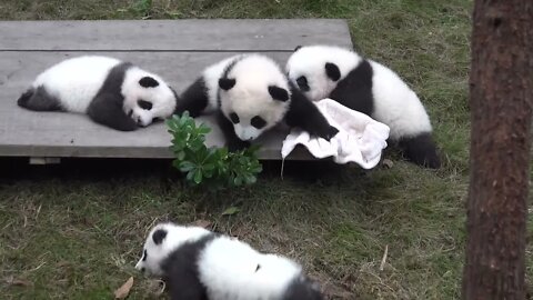 We should save our pandas3