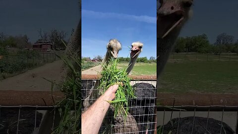 Ostriches enjoying some grass #shorts