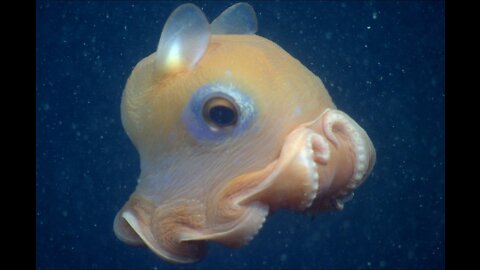 This rare deep-sea octopus is called Opistotheitis californicus