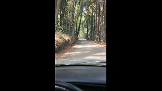 driving towards mystery spot in Santa Cruz ca