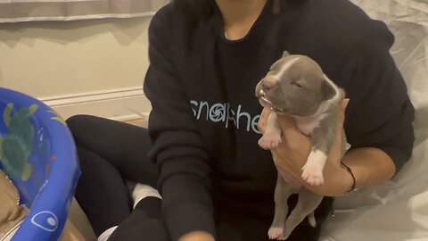 American bully puppies