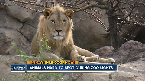 Animals can be hard to spot during Denver Zoo's Zoo Lights