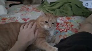 Cat Loves to Scratch People