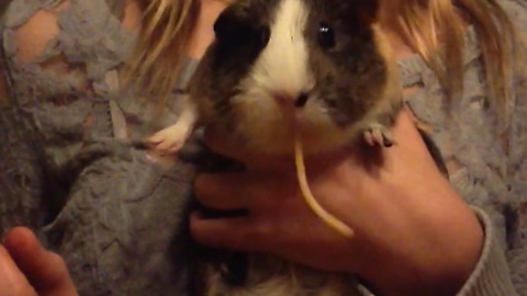 Guinea Pig Slurps Pasta Like Lady and the Tramp