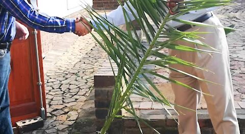 SOUTH AFRICA - Johannesburg - Palm Sunday (videos) (Kpc)