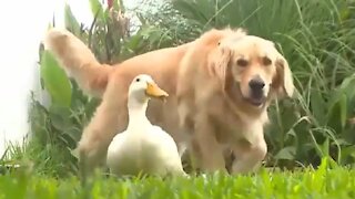 Duck And Dog Having A Special Bond | Cute Animal Friendships