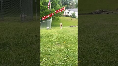 Sailing with Smiles: The Happiest Golden Retriever's Journey #GoldenRetriever #Shorts #PrepperBars.