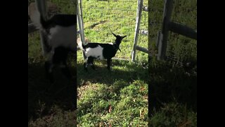Visiting cute cute baby goats