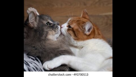 Cat vs cat kiss