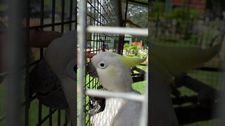 Petting blind cockatoo