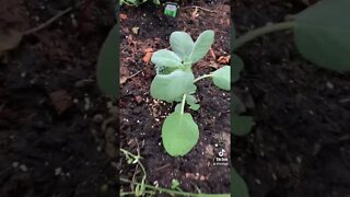 #herbs 🌱#kitchengarden #homestead #greenhouse #coldclimate #selfreliance #design #preparedness