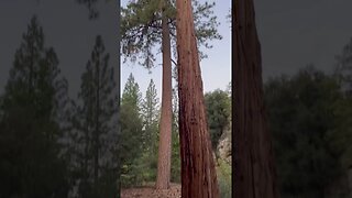 GIANT Pine Tree | Nature | Forest #shorts #short