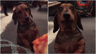 Cane rimane ipnotizzato da un pezzo di pizza