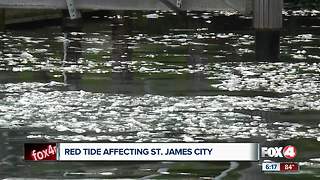 Red Tide fish kills reach St. James City