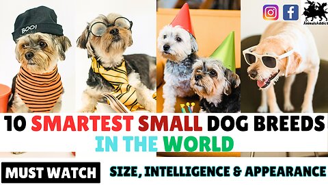 Top 10 Smartest Small Dog Breeds In The World | 10 Smallest Dog Breeds | 10 Small Dog Breeds