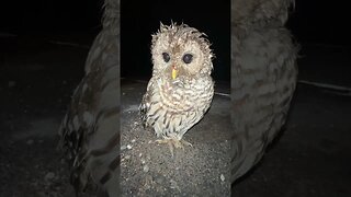 We Found an Injured Owl