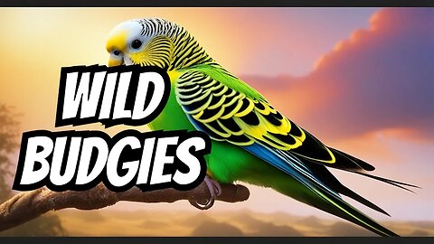 The Truth About Releasing Budgies Outside: Can They Survive in the Wild? 🦜🌳 | Animal Vised