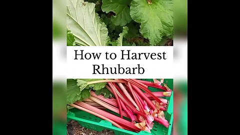 Rhubarb Harvest Tips #shorts #gardener #selfsufficiency