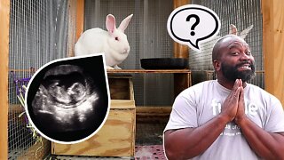 Are Our Rabbits Pregnant?