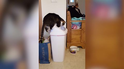 "Hilarious Cat Jumps onto A Trash Can"