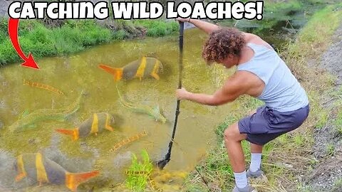 I Caught Wild LOACHES From MUDDY Canals!