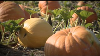 Carlsbad pumpkin patch opens for the 2020 season, complete with an apple cannon