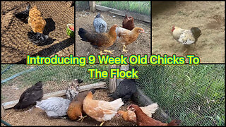 Introducing 9 Week Old Chicks To The Flock