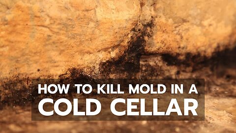 Q&A: How To Kill Mold in a Cold Cellar