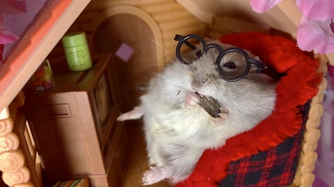 Tiny hamster enjoys his TV dinner